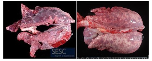 PRDC - kompleks respiratornih bolesti svinja